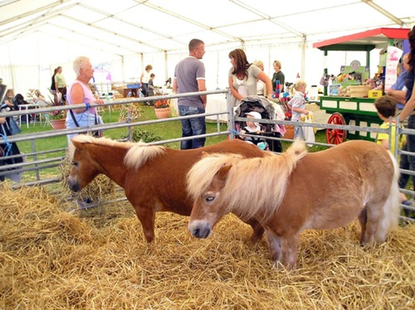<p>Shetland Pony</p>