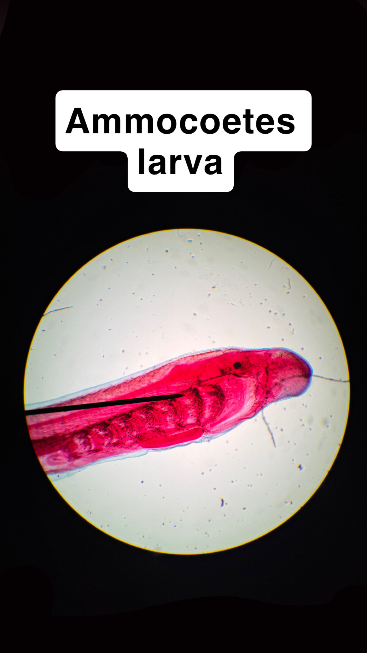 <p>Ammocoetes larva</p>