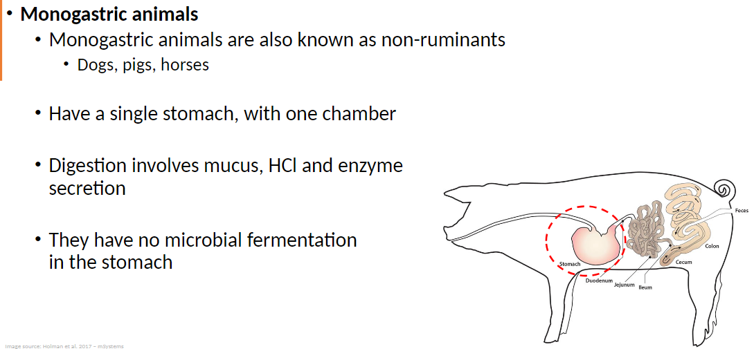 <p><strong>Monogastric Animals</strong>: Also known as non-ruminants<br> Include dogs, pigs, horses<br> Have a single-chambered stomach</p><p><strong>Digestion in Monogastrics</strong>:<br> Involves secretion of mucus, hydrochloric acid (HCl), and digestive enzymes<br> No microbial fermentation occurs in the stomach</p>