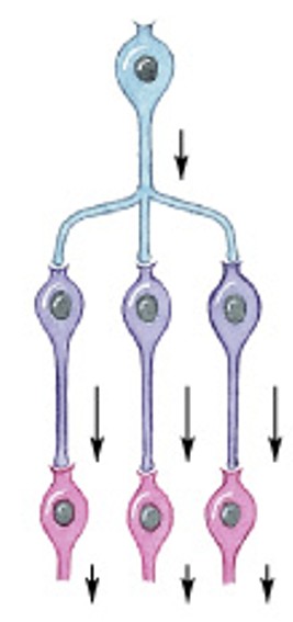 <p>Which patterns of neural circuits in neuronal pools:</p><ul><li><p>Moves same information along several paths simultaneously</p></li><li><p>Ex) many responses to one stimuli</p></li></ul><p></p>