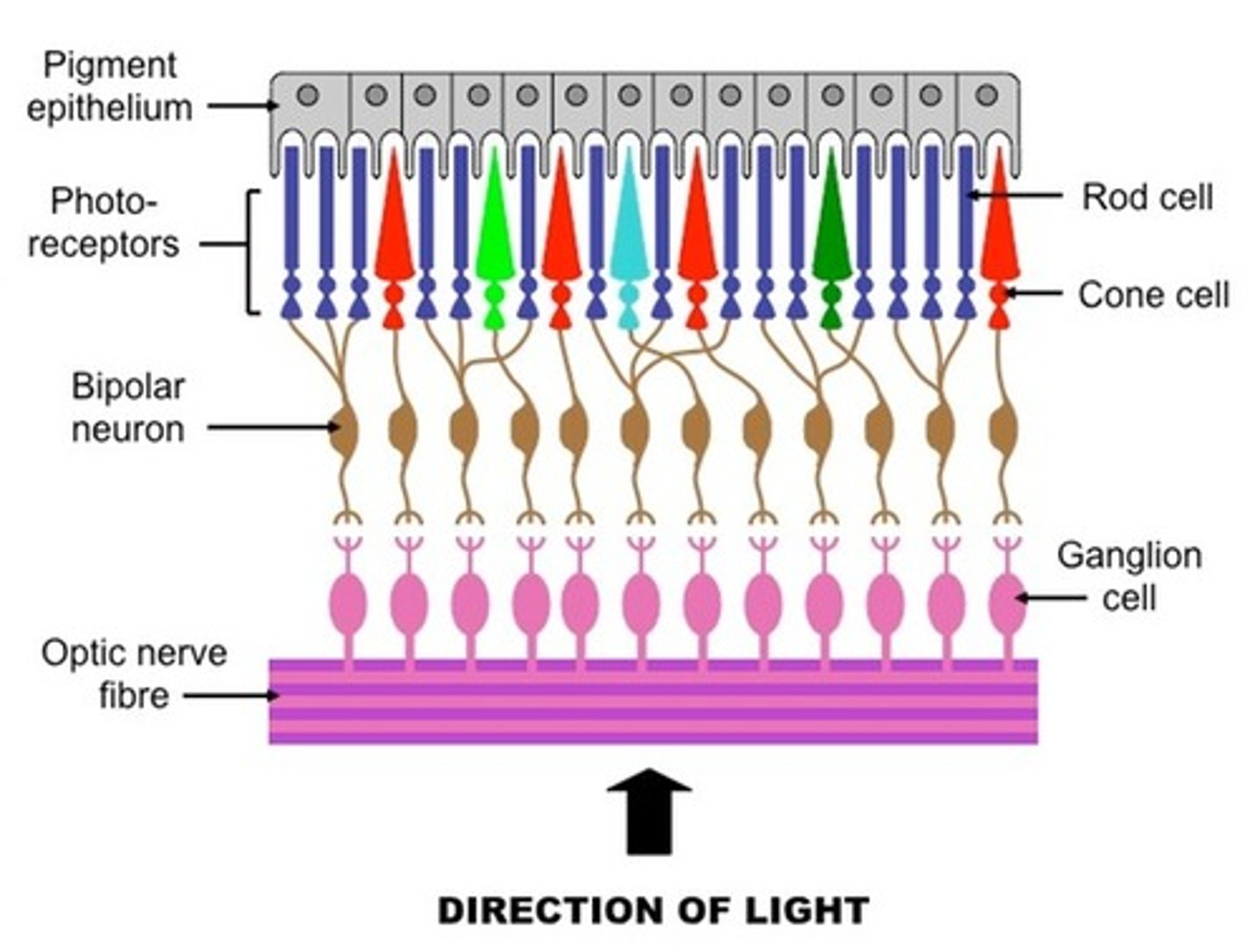 <p>the third layer of retinal neurons whose axons leave the eyeball and form the optic nerve. they can tell whether or not they detect a light-dark boundary, their job is to emphasize boundaries and de-emphasize uniformities</p>