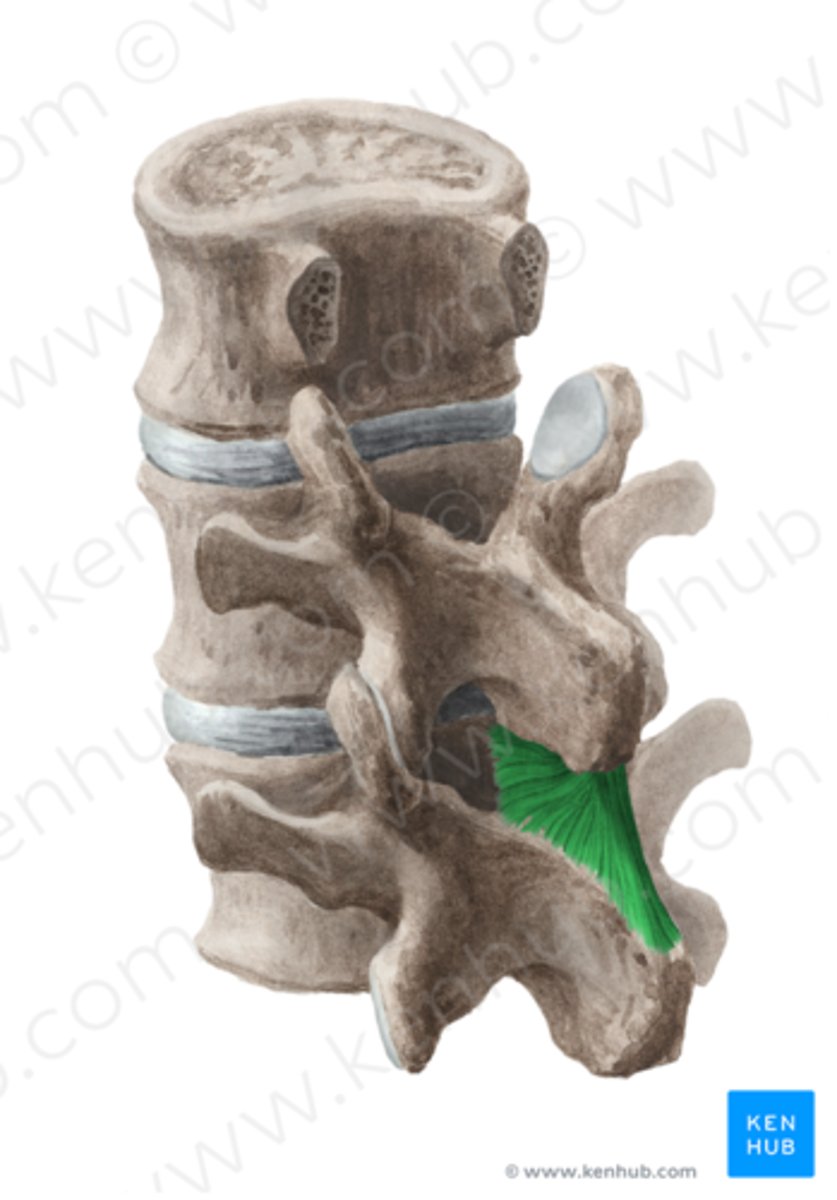 <p>Location; Between adjacent spinous process</p><p>Start/Stop; Throughout spinal column</p>