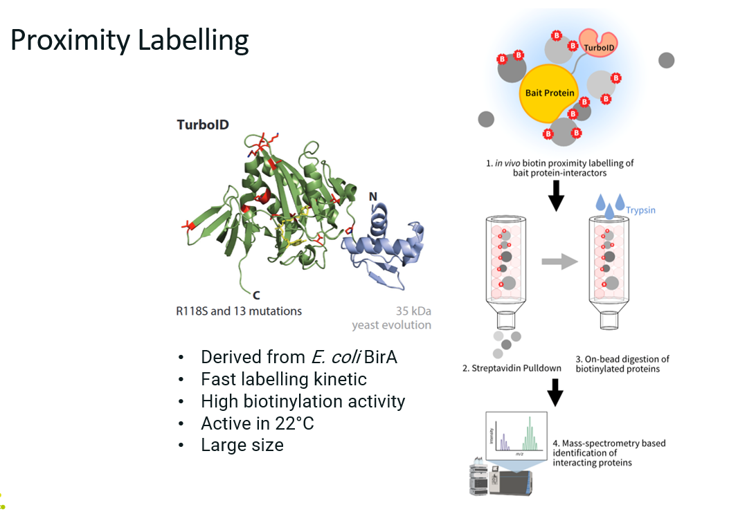 <p><strong><u>What?</u></strong></p><p>Proximity labelling is a powerful method for identifying proteins that are spatially close to a protein of interest in living cells, including transient or weak interactors that traditional methods (like AP-MS) might miss.</p><p><strong><u>How?</u></strong></p><p>A protein of interest (the bait) is genetically fused to an enzyme that can chemically ta</p><p>g nearby proteins with biotin (e.g. <span style="color: red"><strong>TurboID</strong></span>), not necessarily through direct binding, but via proximity. These labelled proteins can then be easily purified and identified by mass spectrometry.</p><ol><li><p>Clone and express a fusion of bait protein + labelling enzyme in cells.</p></li><li><p>Add the labelling substrate (e.g. biotin).</p></li><li><p>The enzyme labels proximal proteins with biotin.</p></li><li><p>Lyse cells and purify labelled proteins using streptavidin beads.</p></li><li><p>Elute and identify proteins using mass spectrometry.</p></li></ol><p><strong><u>Advantages</u></strong></p><ul><li><p>Captures weak, transient, or indirect interactions.</p></li><li><p>Reflects spatial proximity, not just physical binding.</p></li><li><p>Works in vivo, in intact cells or tissues.</p></li></ul><p><strong><u>Limitations</u></strong></p><ul><li><p>Background labelling can occur (proper controls are essential).</p></li><li><p>Requires genetic fusion of bait and enzyme (can affect function).</p></li><li><p>Don’t know the details on the interactions (was the interaction transient or stable? Did this protein interacted directly or indirectly with the target?).</p></li></ul><p></p>
