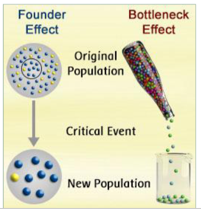 <p><span>genetic drift after event that drastically reduces population size (might have different allele and genotype frequencies)</span></p>