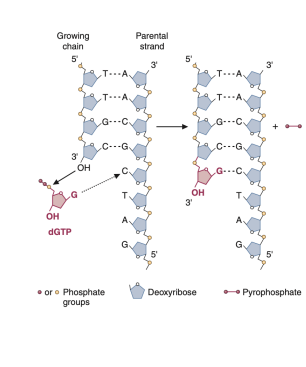 <p><span><span>Each precursor pairs with the corresponding base on the template strand. It then forms a_______ with the hydroxyl group on the 3'-carbon of the sugar at the end of the growing chain.</span></span></p>