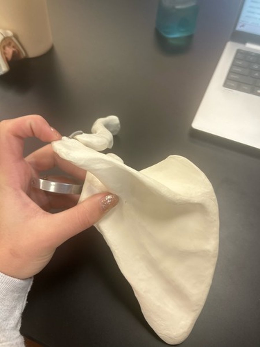 <p>name the bone</p>