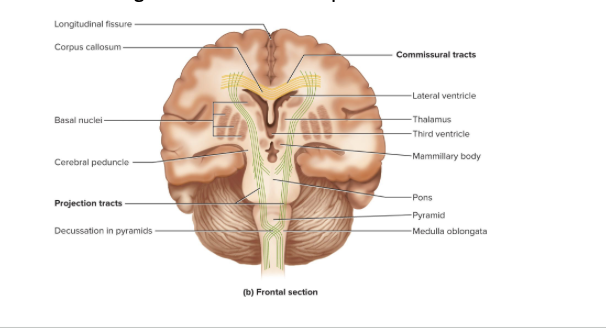 <p>cross from one cerebral hemisphere to the other allowing for communication between the two sides of the cerebrum</p><p>*the corpus callosum</p>