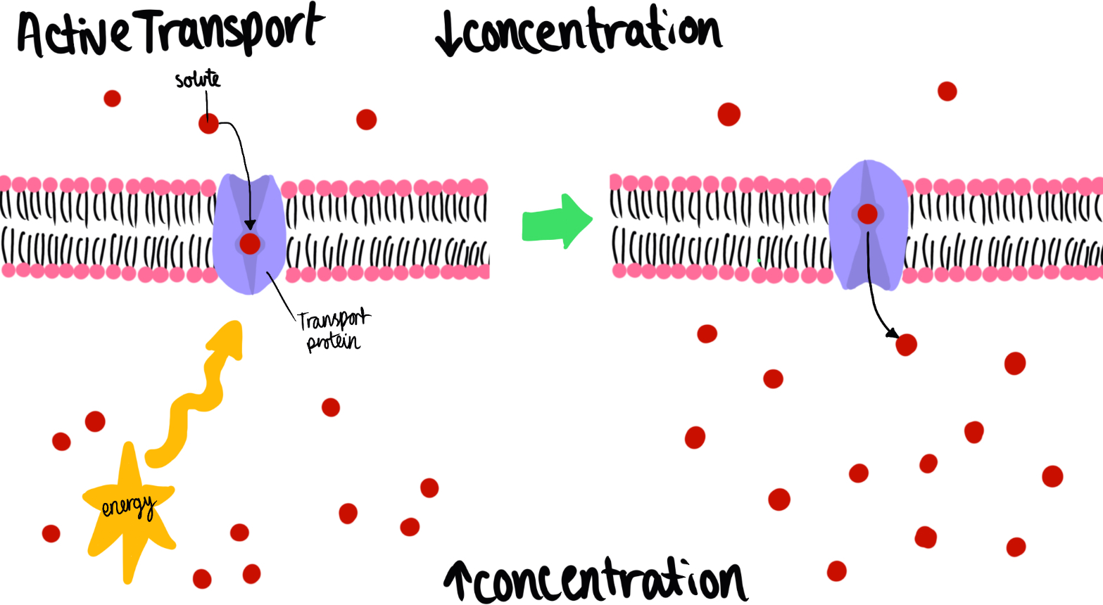<p>Active transport</p>