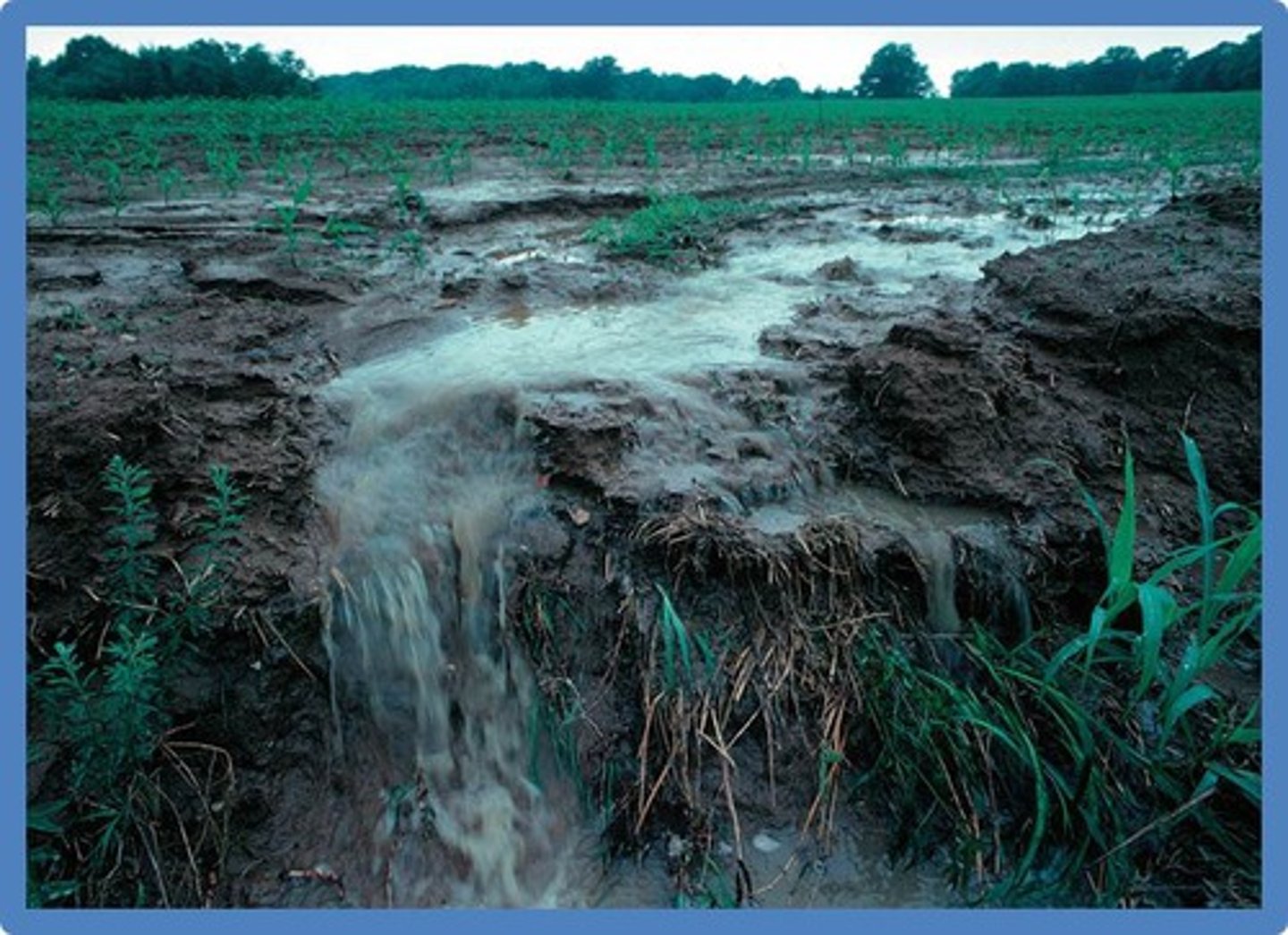 <p>when precipitation hits the ground, it is either absorbed, or it flows over the surface of the earth</p>