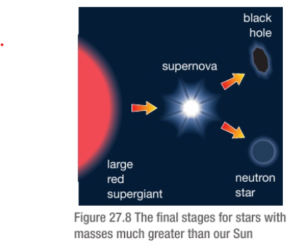 <ul><li><p>After the stable period, hydrogen nuclei runs out and the star contracts and heats up.</p></li><li><p>Helium fusions begin and star expands into a <strong>red supergiant.</strong></p></li><li><p>When it runs out of helium nuclei, it <strong>contracts/collapses</strong> due to the <u>gravitational force</u> (other new reactions take place)</p></li><li><p>Then it<strong> explodes</strong> throwing dust and gas into space to form a <strong>new stellar nebula</strong>.</p></li><li><p>An exploding star is called a<strong> supernova</strong>.</p></li><li><p>Any matter remaining will form a <u>very dense</u> <strong>neutron star </strong>(because it is made entirely from neutrons)</p></li><li><p>If the neutron star has a mass that is 5x greater than that of our Sun or more, it <u>collapses further</u> to become a <strong>black hole</strong></p></li></ul><p></p>