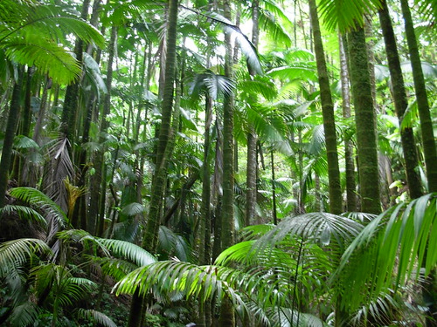 <p>rainforest, jungle</p>