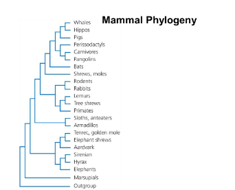 <p>A tree depicting one hypothesis for mammal evolution is included at the end of the study guide. List all of the taxa on the tree that are part of the smallest clade that includes bats and pigs.</p>