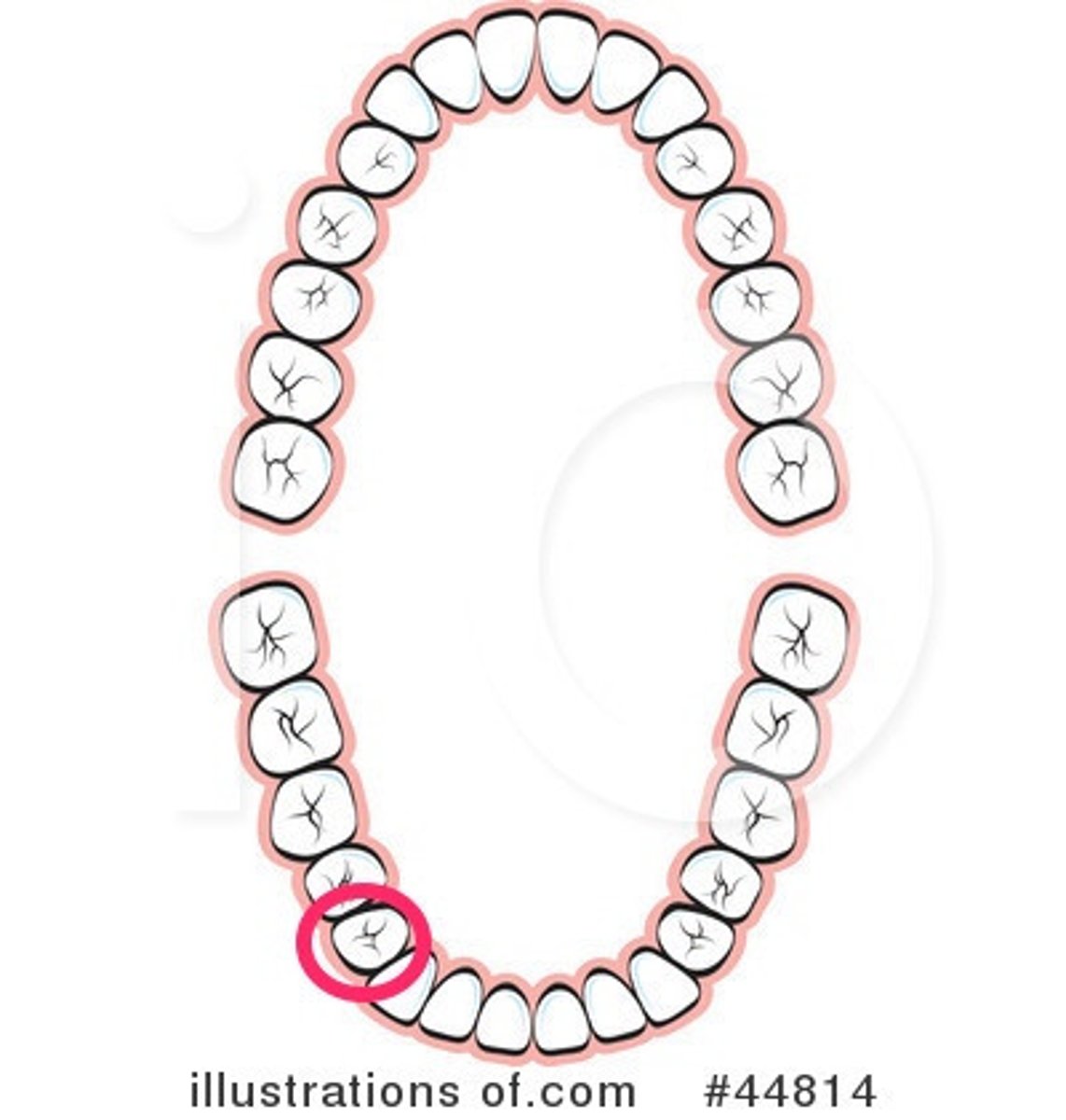 <p>LR 1st premolar</p>