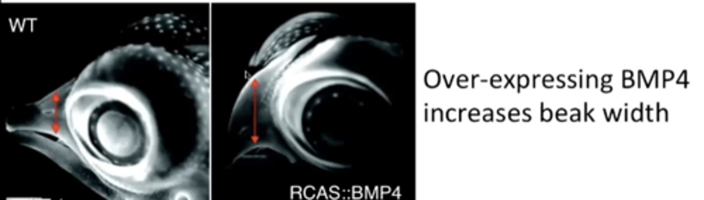 <p>protein that affects beak width</p>