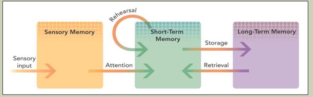 <p>De assumpties voor dit model zijn:</p><ul><li><p>Gescheiden lange/korte termijn geheugen</p></li><li><p>Korte termijn is een poort voor het lange termijn</p></li></ul><p>Maar dit kan niet want —> KF had schade aan KTG, maar LTG was intact. Ook was de stoornis meer auditief aanwezig dan visueel.</p><p></p>