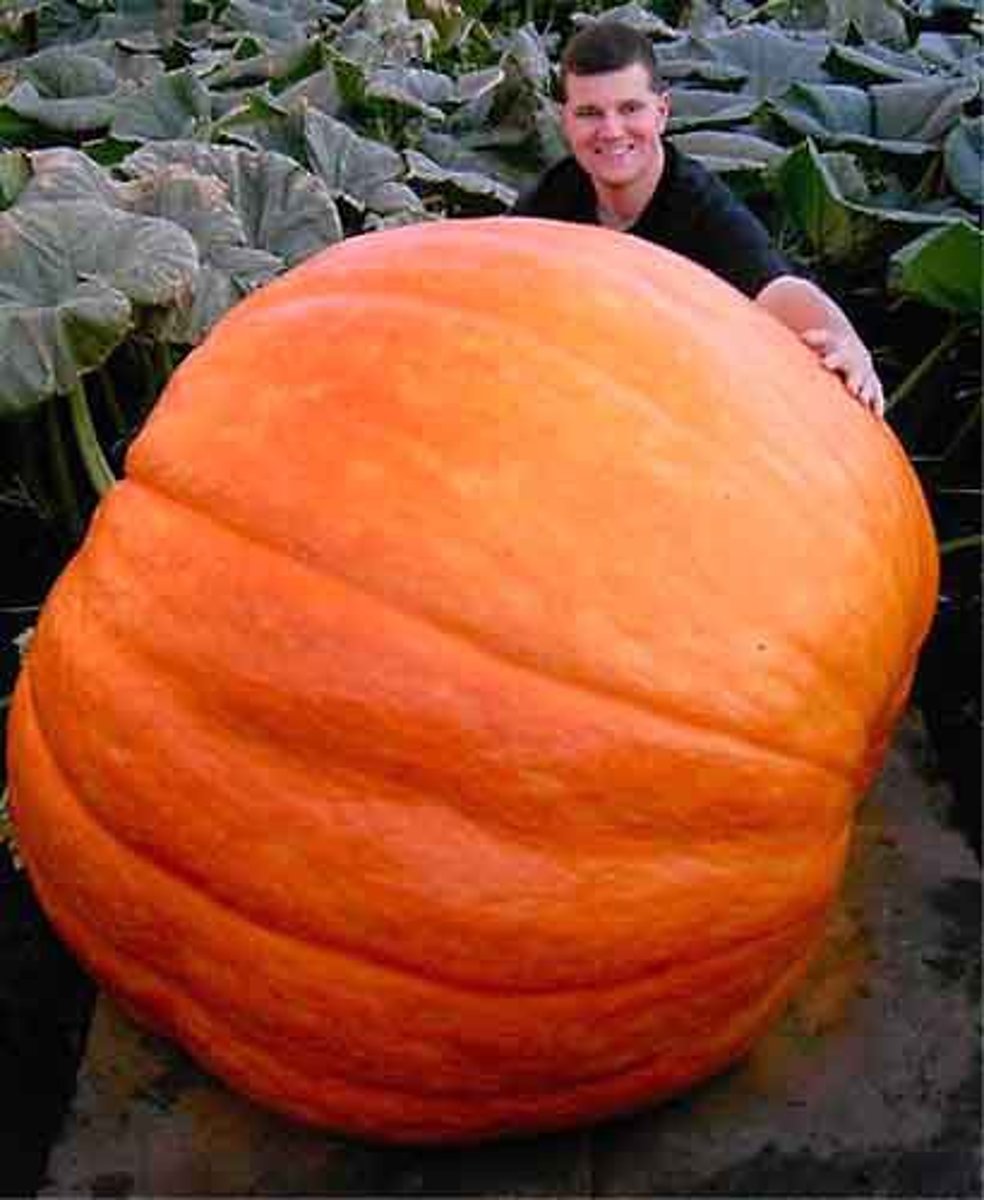 <p>large</p>