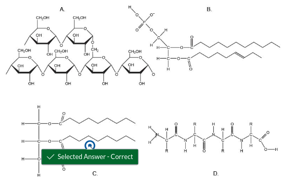 <p>Lipids!!</p>