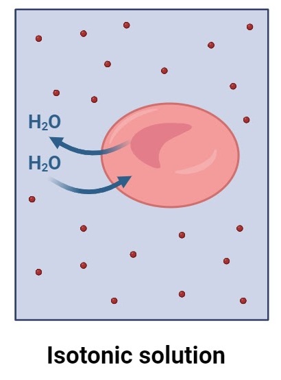 <p><br><span style="background-color: transparent;"><span>Water moves equally both ways → no net movement (dynamic equilibrium)</span></span></p>