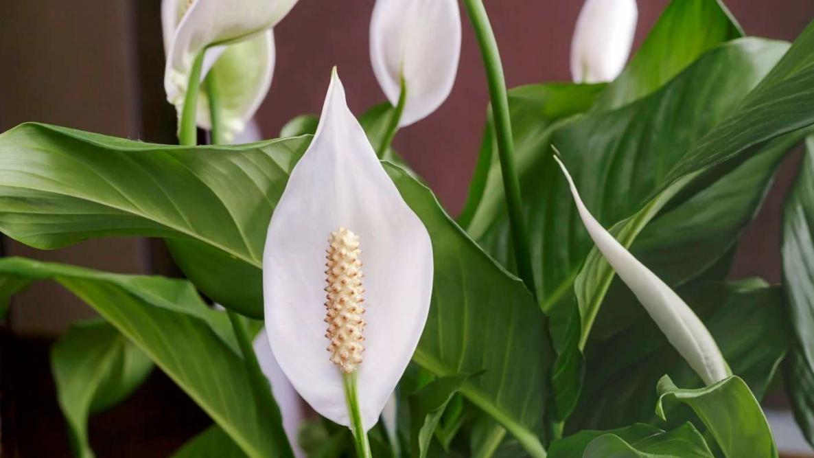 <p>spathiphyllum</p>