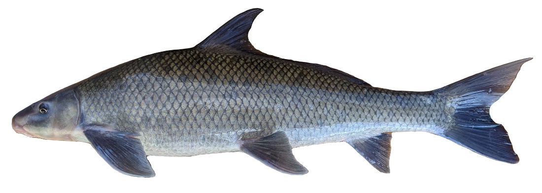 <p>lips have bumps, shark-like</p>