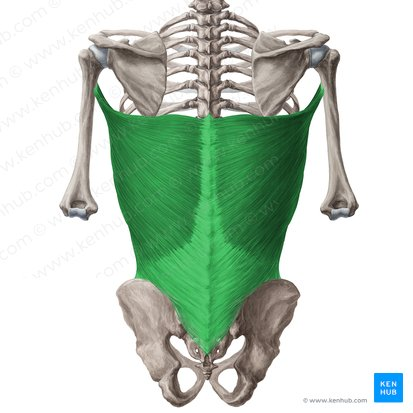 this muscle’s origins are ___