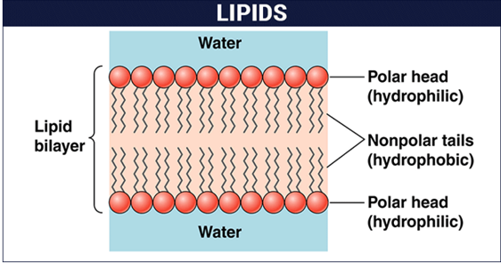 <ol><li><p>One type of lipid, known as a fatty acid, is composed of long chains of carbon molecules attached to a smaller head group.</p></li><li><p>The small head group is known as the polar head group. </p></li><li><p>The fatty acid chains are extremely hydrophobic and line up with the long chains of carbons near each other.</p></li><li><p>Because of the properties of the fatty acid chains, membranes are double-sided.</p></li><li><p> One side of a membrane is known as a leaflet. The polar head groups face the outside surfaces of the membranes because the polar head groups are water soluble. </p></li><li><p>Other chemical groups can be added to the head groups of the lipids but, in general, other chemical groups cannot be added to the fatty acids.</p></li></ol>