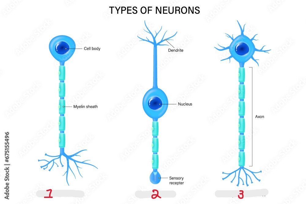 <p>Which type of neuron is 1?</p>