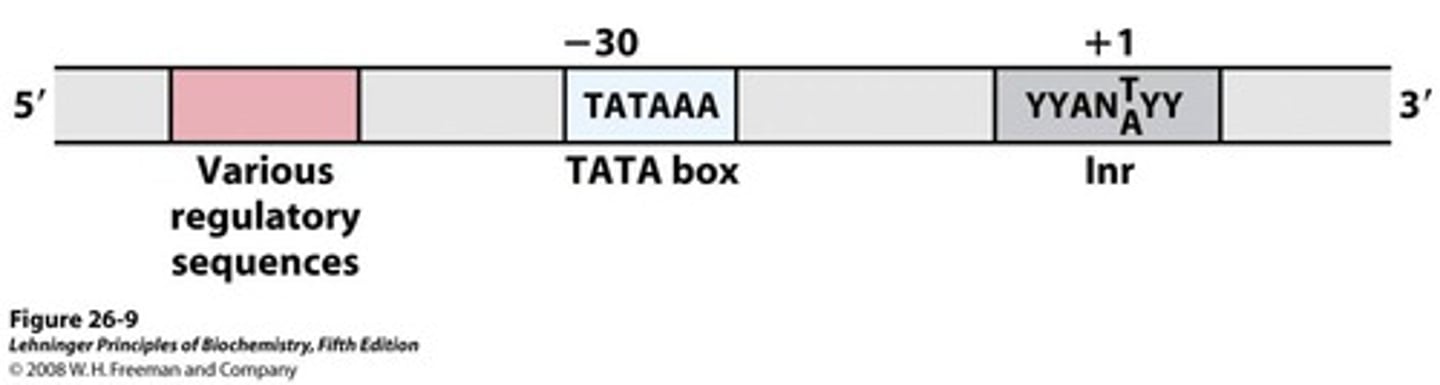 <p>about -25; this is where RNA pol II binds</p>