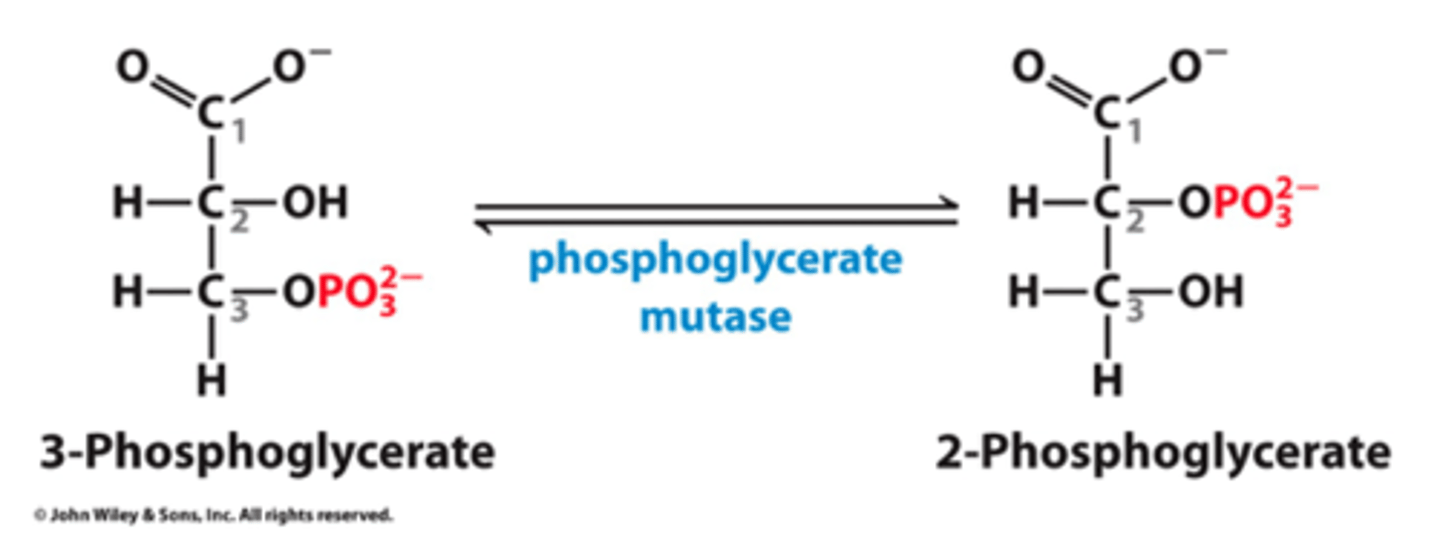 <p>what happens: ester linkage is rearranged</p><p>reactants: 3-phosphoglycerate</p><p>products: 2-phosphoglycerate</p><p>enzyme: phosphoglycerate mutase</p><p>overall ATP used: 2</p><p>overall ATP produced: 2</p><p>overall NADH produced: 2</p>