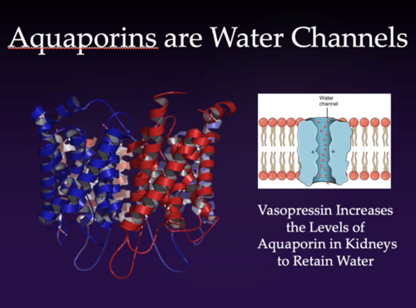 <p>- aquaporins collect water/retain water</p><p>- vasopressin increases the levels of aquaporins in kidneys to retain water</p><p>- this is to dilute the extracellular Na+ levels and restore the correct concentration</p>