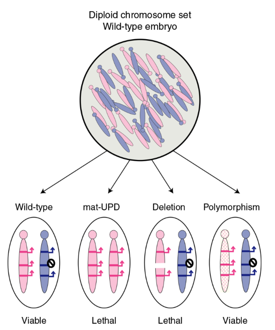 <ul><li><p>maternal and paternal chromosome can be distinguished</p></li><li><p>mammals are diploid and inherit a set of chromosomes from the mom and dad</p></li><li><p>mice can be generated</p><ul><li><p>inherit two copies of a chromosome from one parent and one copy from another UPD</p></li><li><p>inherit partial chromosome deletion from one parent and a wild type chromosome from other parent</p></li><li><p>inherit chromosomes carrying SNP from one parent and wild type chromosome from a</p></li></ul></li></ul><p>offspring with UPDs or deletions are likely to display lethal phenotypes, whereas SNPs will allow the production of viable offpsring</p>