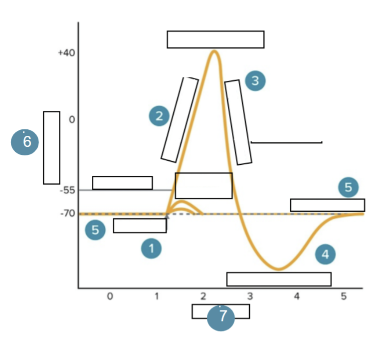<p>Action Potential 7</p>