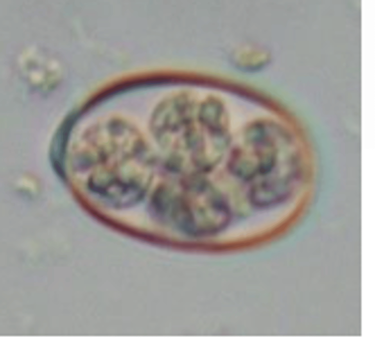 <p>esporogonia </p><p>luego, el ooquiste se rompe y se entra al enterocito como esquizogonia</p><p>★ el ooquiste ya no esporulado NO es infectante. tiene que ser esporulado para ser infectante. </p>