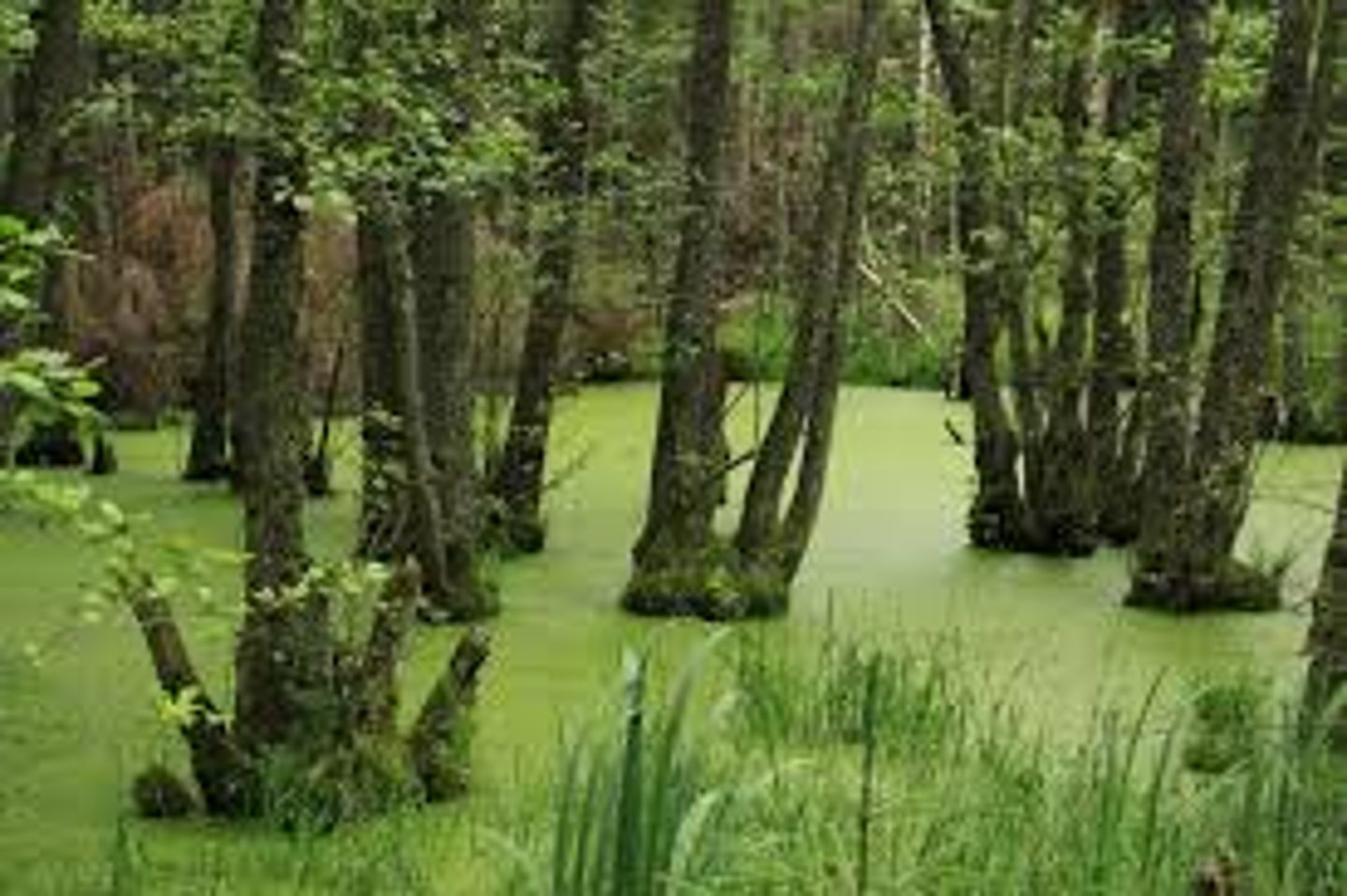 <p>zagrożone lasy podmokłe to</p>