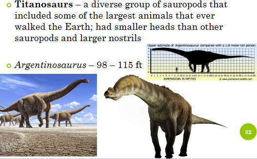 <ul><li><p><strong><u>titanosaurs </u></strong>—&nbsp;a diverse group of sauropods that included some of the largest animals that ever walked the Earth; had smaller heads than other sauropods and larger nostrils</p></li><li><p>argentinosaurus</p></li></ul><p></p>