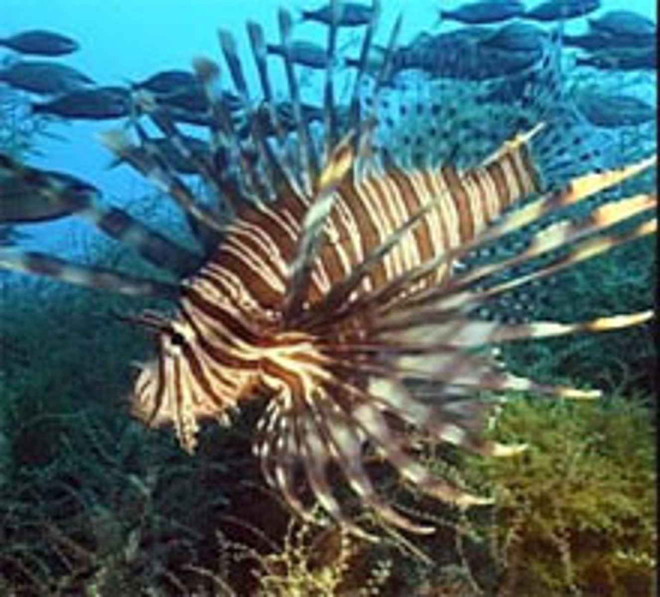 <p>These are venomous fish native to the indo-pacific. They were first observed in Florida in 1985. These fish are striped with red, brown and white coloration. They have 18 venomous spines to deter predation. These fish are predators that will consume important reef fish that control algae growth. They also compete with other predators such as grouper and snappers.</p>