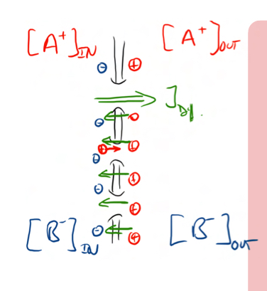 <p>Since positive ions line against the outside of the cell membrane and negative ones do so along the inside, the diffusion of ions cannotoccur as easily, since the ions will now be repulsed by the charges at the membrane, hence, the ions attempting to diffuse will hvae to fight against these repulsive forces and there is a volatge created (differenc of potential enegry between 2 points)… when this voltage is equal to the nergy available because of vibrations, it is called resting potential.</p>