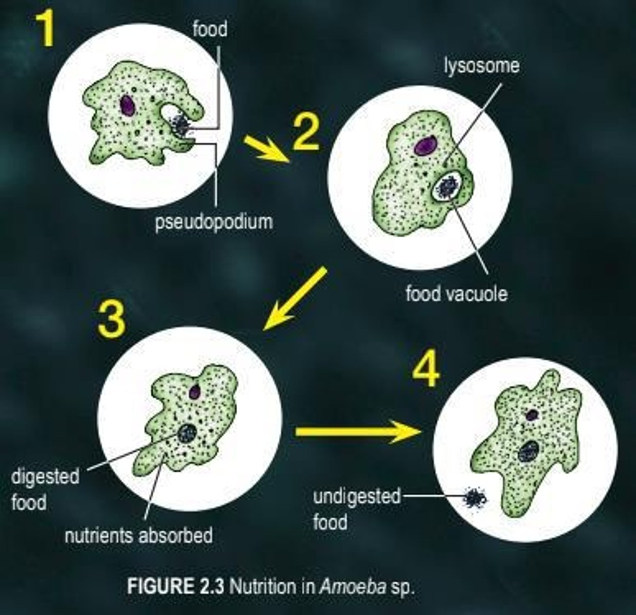 <p>amoebe</p>
