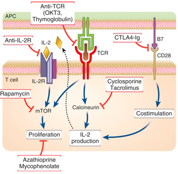 <p><span><span>Each major category of drugs used to prevent or to treat allograft rejection is shown along with the molecular targets of the drugs. </span><em><span>APC, </span></em><span>Antigen-presenting cell; </span><em><span>CTL, </span></em><span>cytotoxic T lymphocyte; </span><em><span>IL, </span></em><span>interleukin; </span><em><span>mTOR, </span></em><span>mechanistic target of rapamycin; </span><em><span>TCR, </span></em><span>T cell receptor.</span></span></p><p></p>