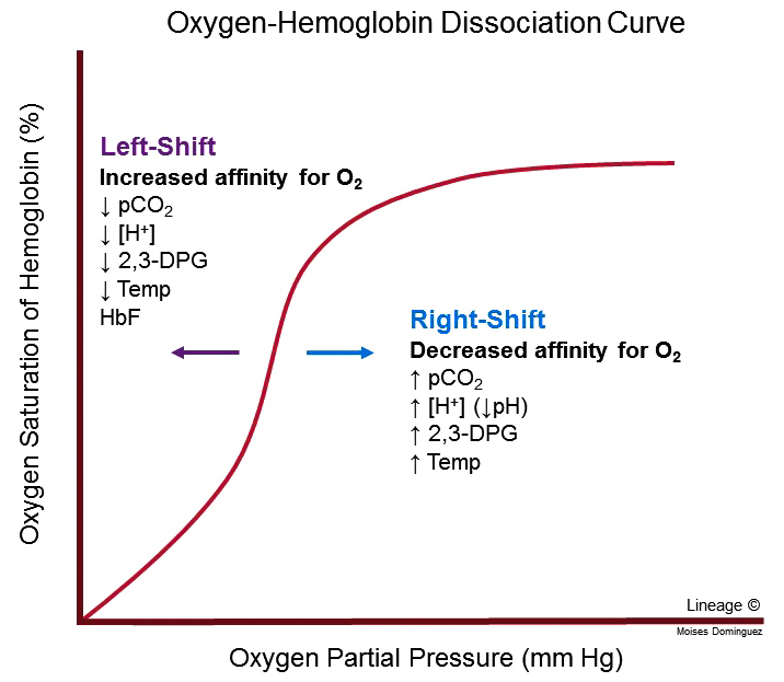 <ul><li><p>Right shift - lower affinity to oxygen &amp; unloading is more important </p><ul><li><p>found in shrews - higher metabolic rate, animals with higher oxygen availability - hawks and in the Bohr Effect</p></li></ul></li><li><p>Left shift - greater affinity of oxygen &amp; loading is more important</p><ul><li><p>found in animals etc with lower oxygen availability- foetal, llamas &amp; lugworms </p></li></ul></li></ul><p></p>