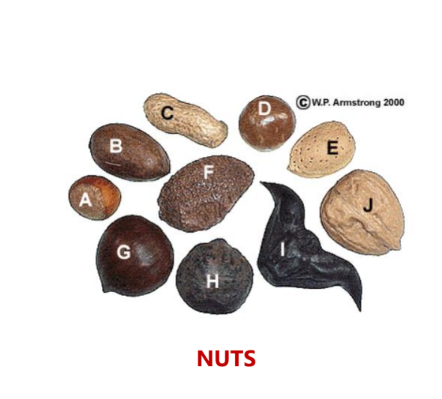 NUT