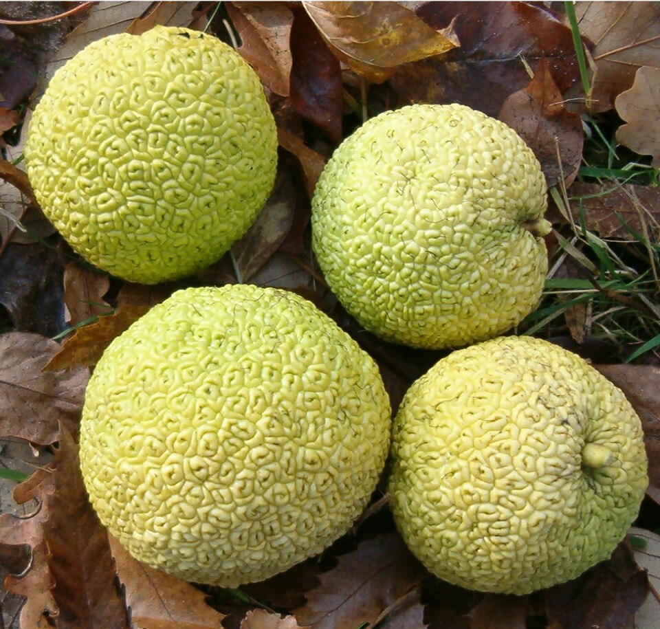 <p>Maclura pomifera<br>(Mulberry)</p>
