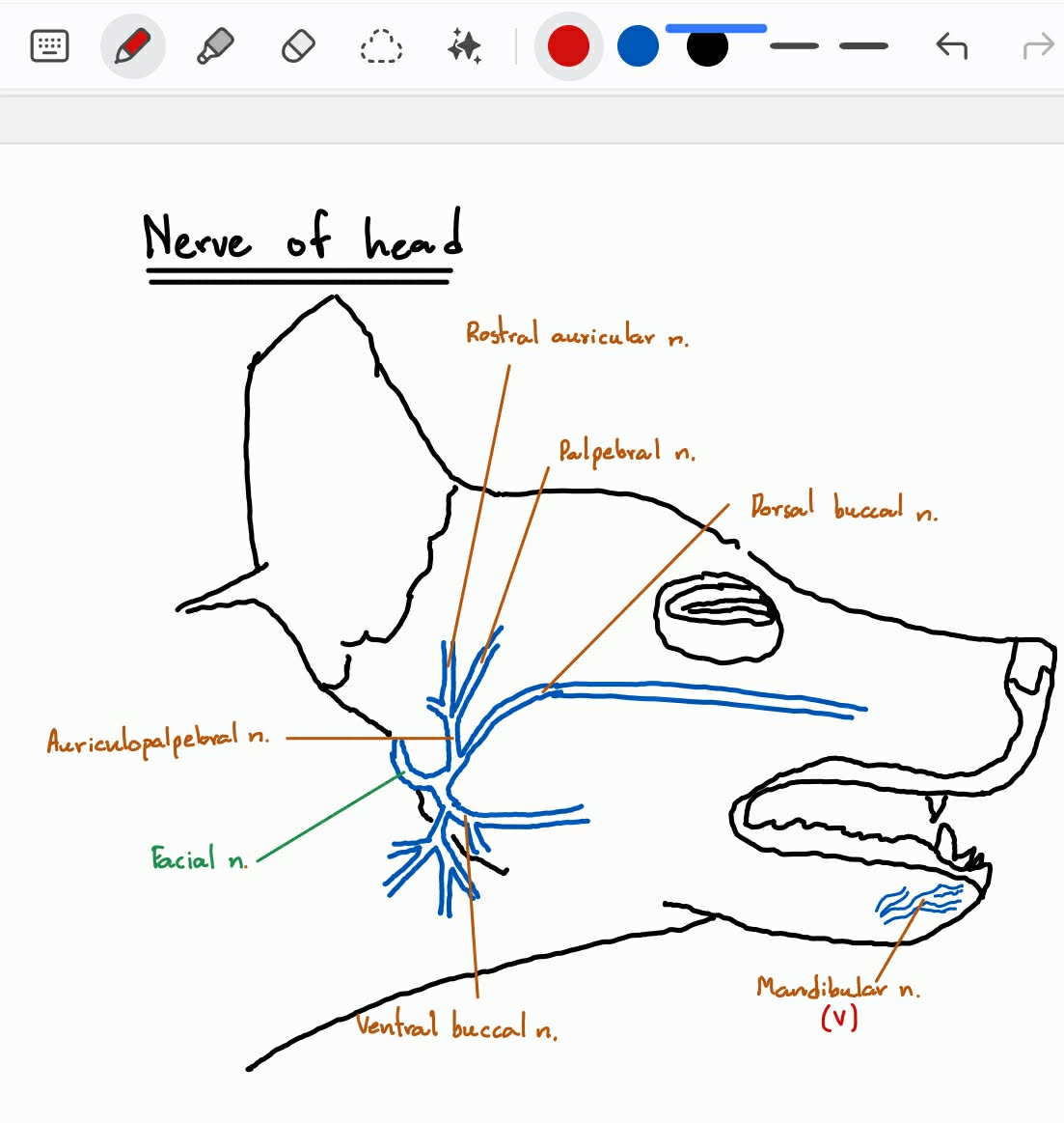<ol><li><p><strong><span>Facial nerve</span> (VII) </strong><span>อยู่ใต้ใบหู</span></p></li><li><p><strong><span>Ventral buccal nerve </span></strong>- แตกจาก FN</p></li><li><p><strong><span>Dorsal buccal nerve</span></strong><span> </span>- แตกจาก FN</p></li><li><p><strong><span>Rostral auricular</span> <span>branches</span> </strong>- แตกจาก <strong>APN</strong></p></li><li><p><strong><span>Palpebral nerve branches </span></strong><span>- </span>แตกจาก APN</p></li></ol><p></p>