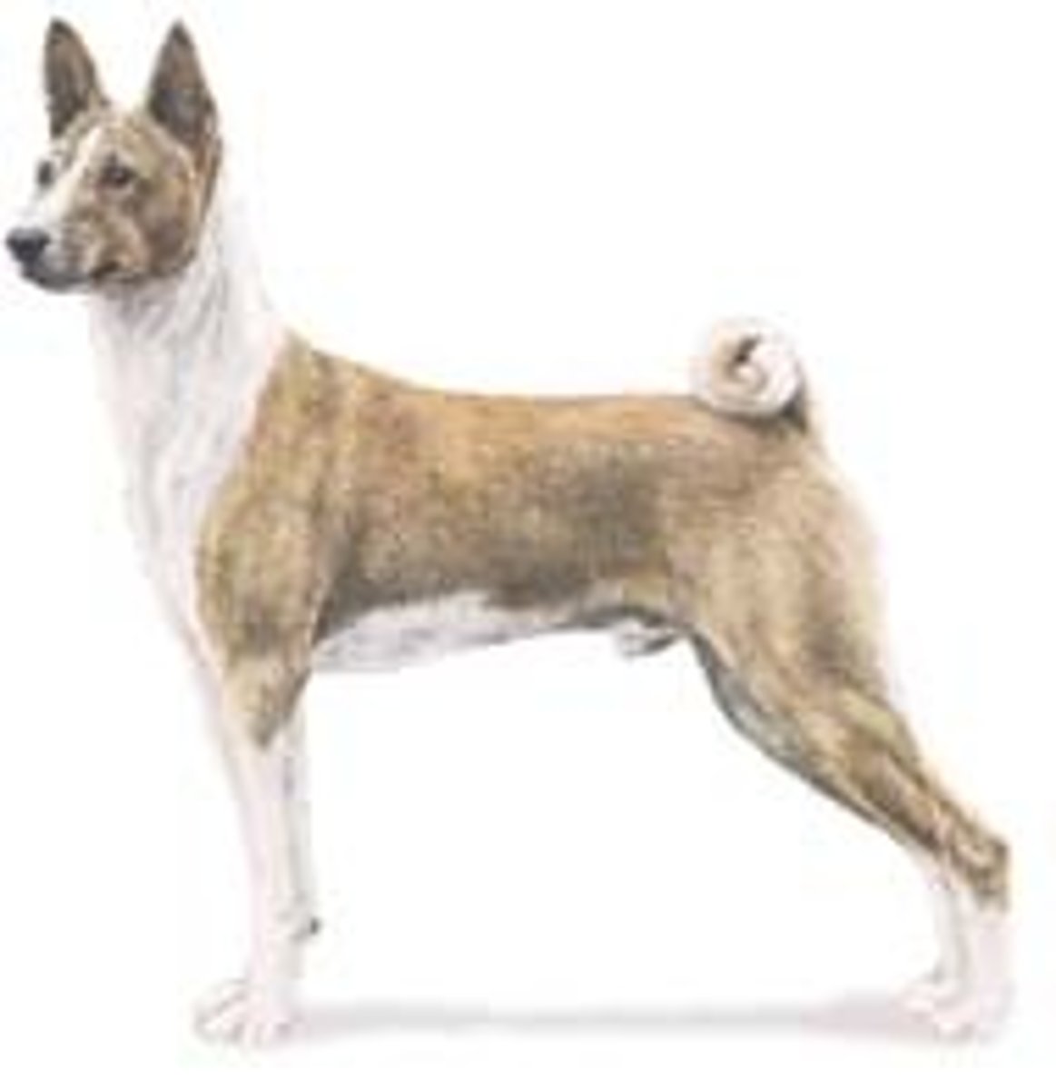 <p>Hound</p>