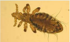 <p>Goat louse</p>