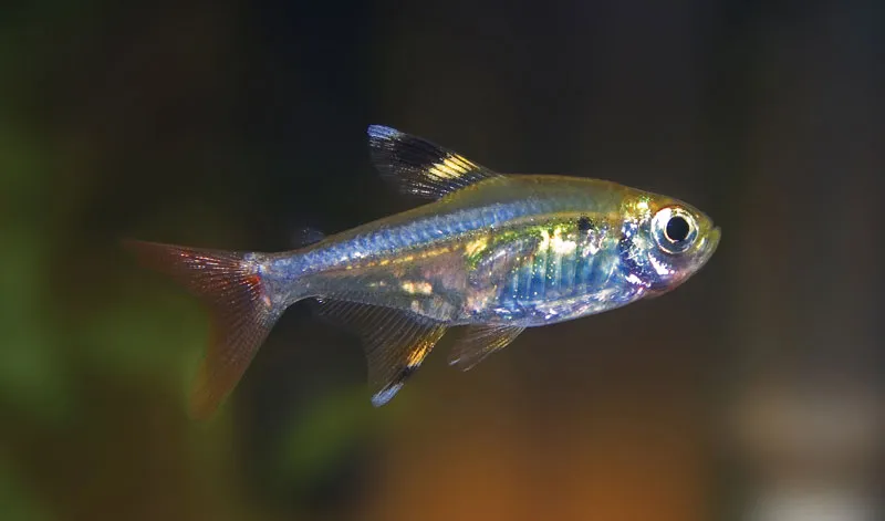 <ul><li><p>bilateral symmetry</p></li><li><p>spinal chord</p></li><li><p>notochord</p></li></ul><p></p><p>ex: mammals, fish</p>