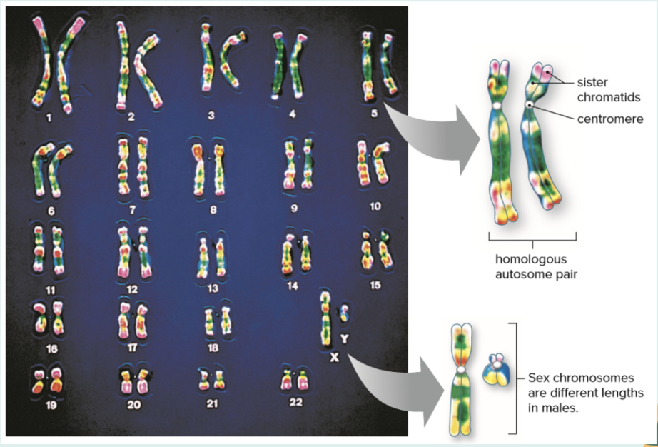 <p>Homologous chromosomes</p>