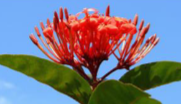 <p>type of inflorescence and name of plant name</p>