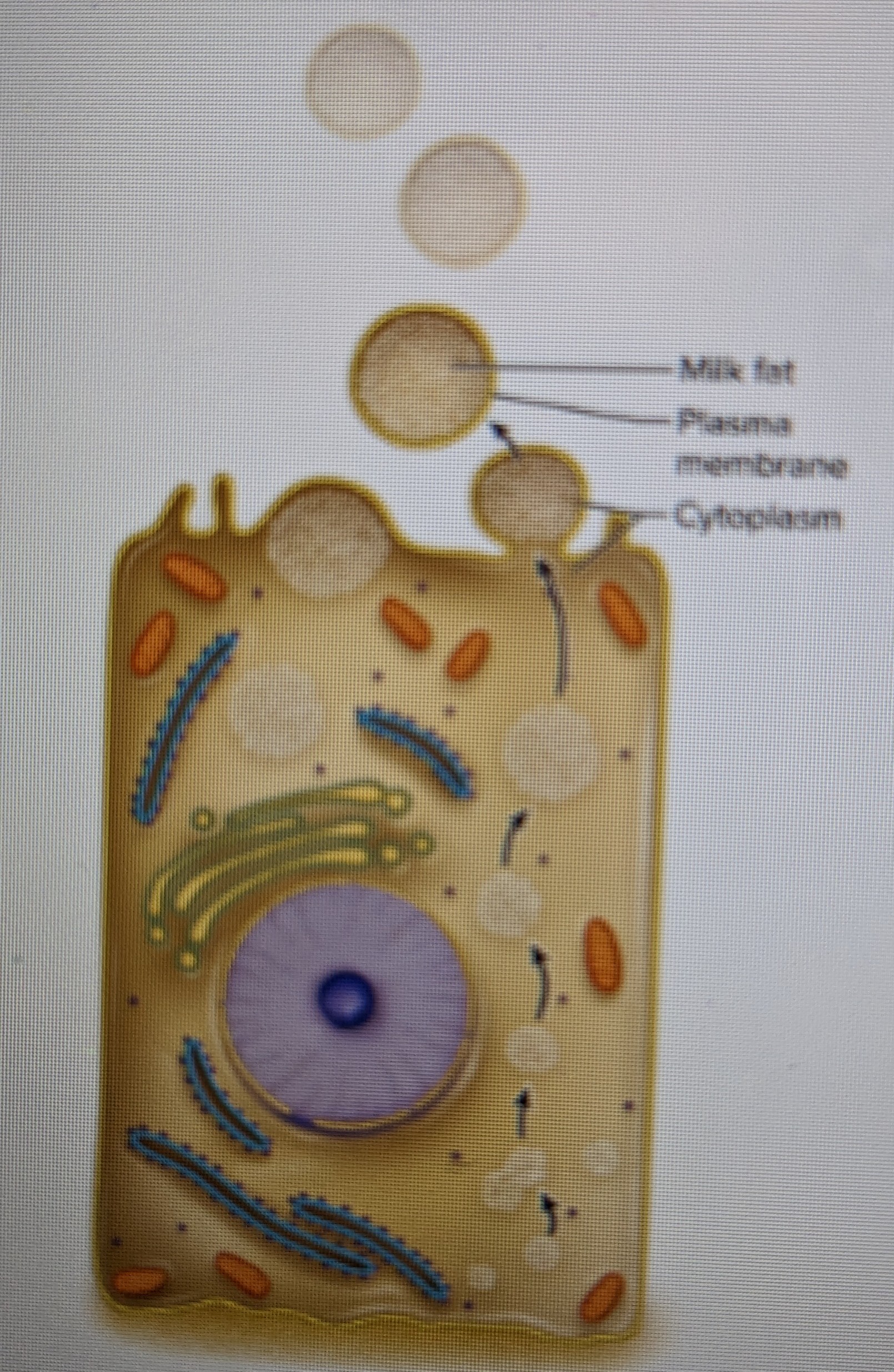 lipid droplet covered by membrane and cytoplasm buds from cell surface 

* budding, pinch off parts of cell membrane and those parts make secretion; elevated lipid content, loose cholesterol
* mode of milk fat secretion by mammary gland cells