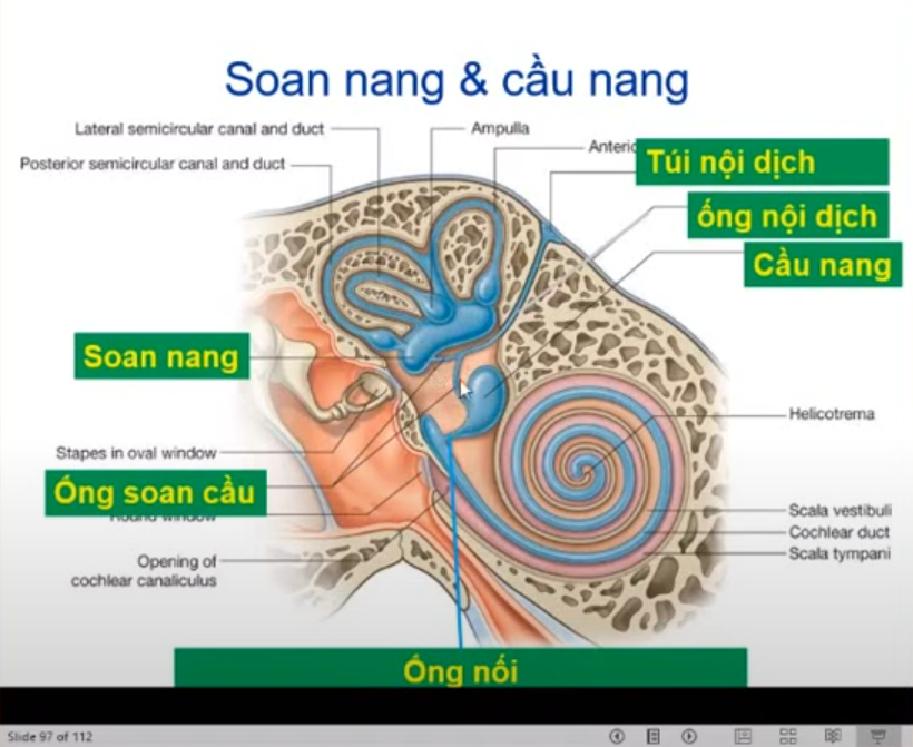 <p><span style="color: blue"><strong>Mô tả chi tiết sau dựa theo đặc điểm:</strong></span></p><ol><li><p>Nối soan nang + cầu nang</p></li><li><p>Xuất phát từ ống soan cầu</p></li><li><p>Nối cầu nang + ốc tai </p></li></ol><p></p>